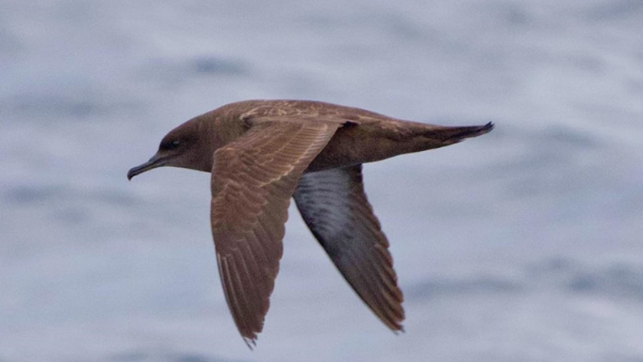 Foto - Büyük yelkovan kuşu ilk kez görüntülendi: Türkiye'de daha önce hiç görülmemişti