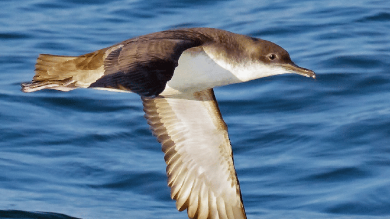 Büyük yelkovan kuşu ilk kez görüntülendi: Türkiye'de daha önce hiç görülmemişti