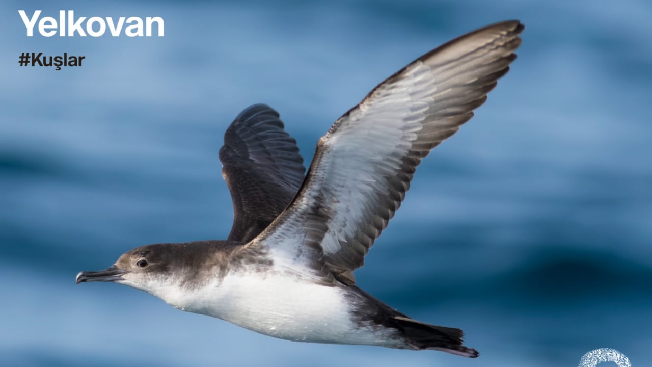 Foto - Büyük yelkovan kuşu ilk kez görüntülendi: Türkiye'de daha önce hiç görülmemişti