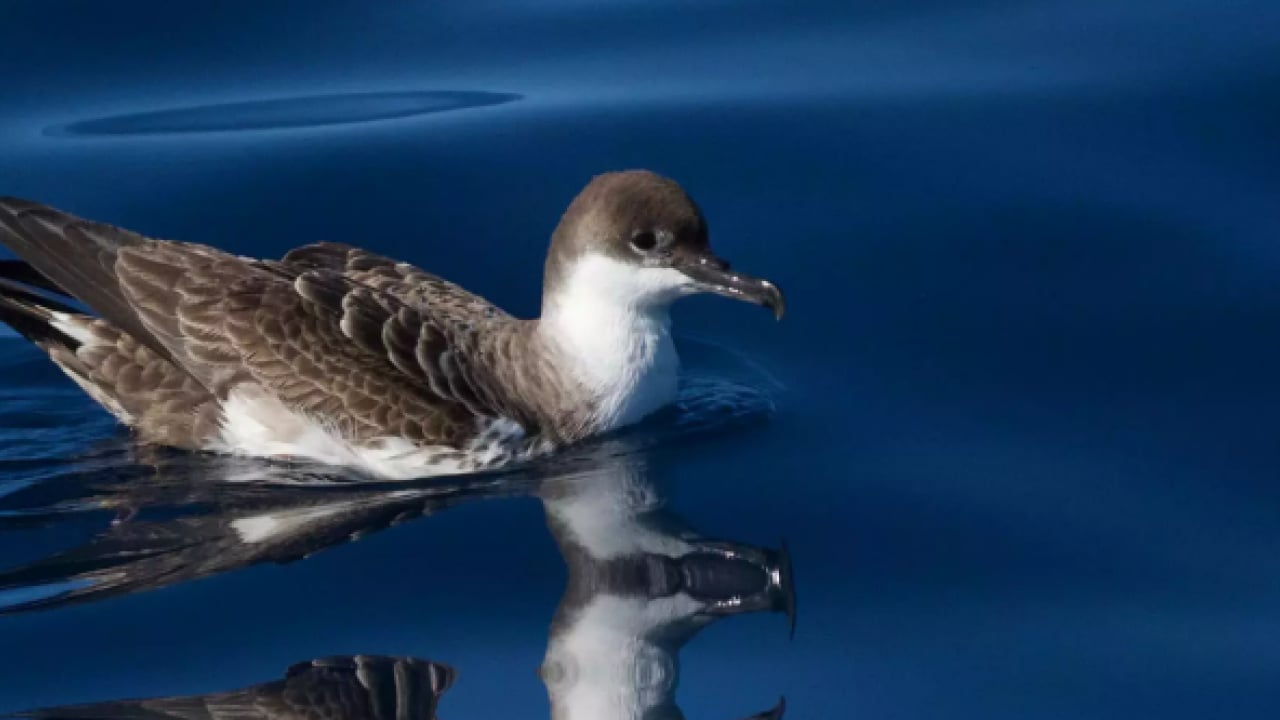 Foto - Büyük yelkovan kuşu ilk kez görüntülendi: Türkiye'de daha önce hiç görülmemişti