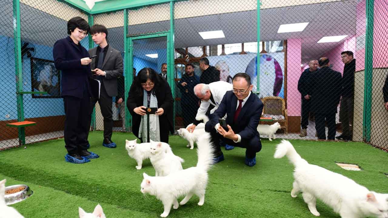 Foto - BYD'nin Türkiye'de fabrika açmasını engellediği konuşulan Çin hükümetinden şaşırtan 'Van' hamlesi! Herkesin aklına o soru geldi