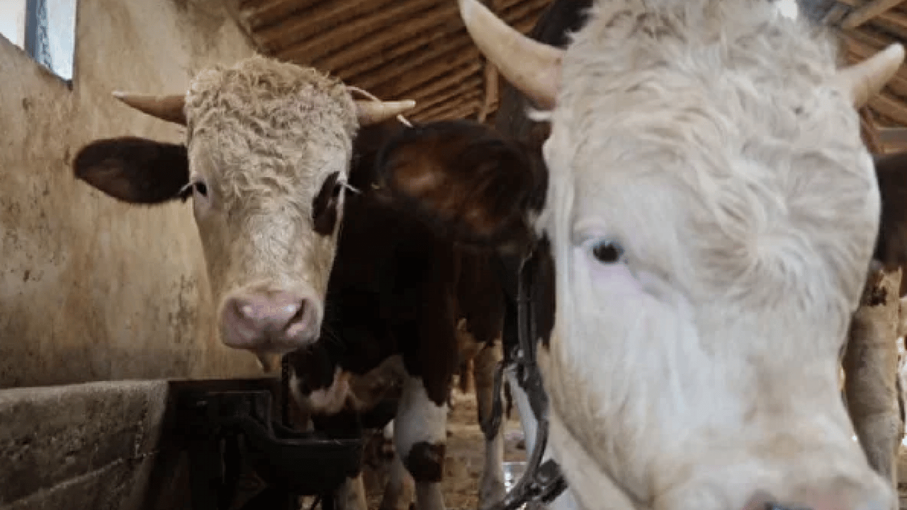 Foto - Çadırlar kuruldu, pazarlıklar başladı: Kurbanlık fiyatları cep yakıyor! İşte 2026 kurban fiyat listesi