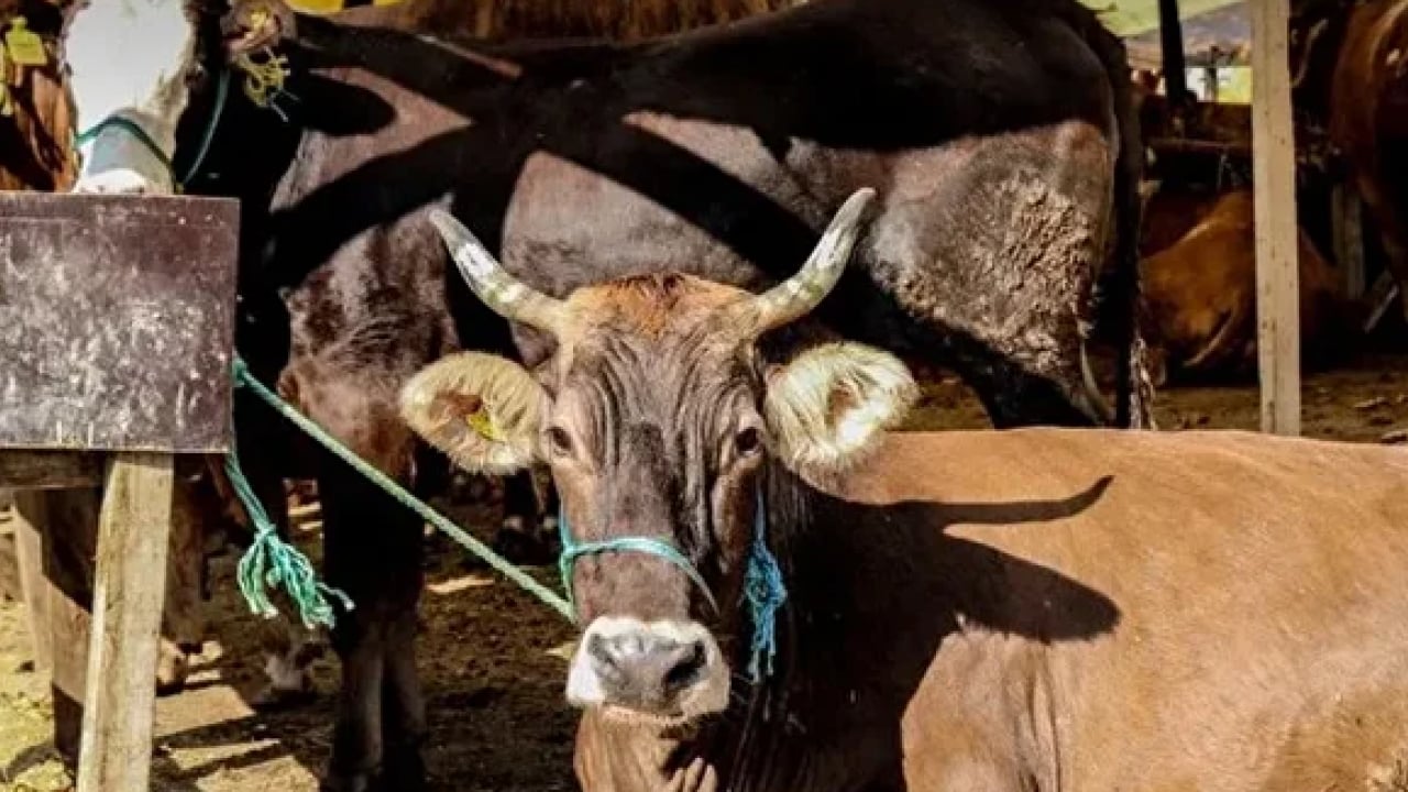 Foto - Çadırlar kuruldu, pazarlıklar başladı: Kurbanlık fiyatları cep yakıyor! İşte 2026 kurban fiyat listesi