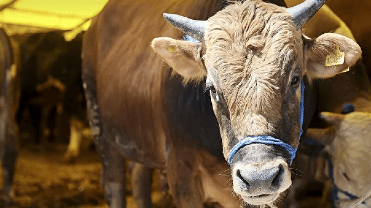 Foto - Çadırlar kuruldu, pazarlıklar başladı: Kurbanlık fiyatları cep yakıyor! İşte 2026 kurban fiyat listesi