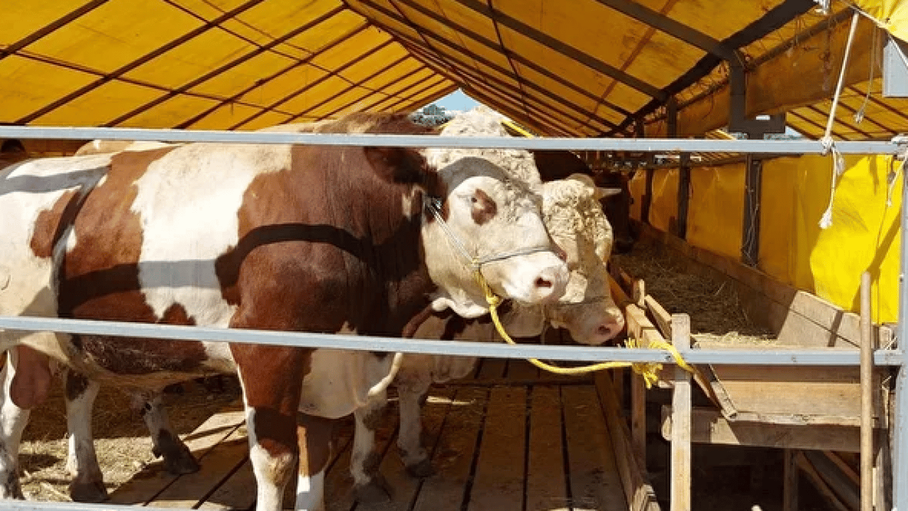 Foto - Çadırlar kuruldu, pazarlıklar başladı: Kurbanlık fiyatları cep yakıyor! İşte 2026 kurban fiyat listesi
