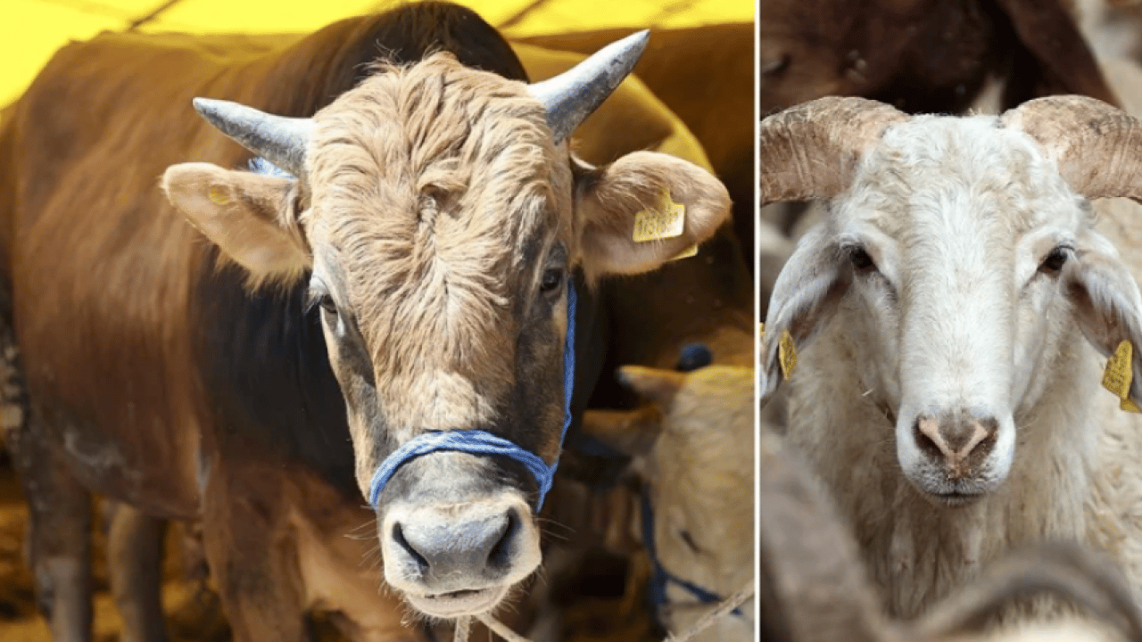 Çadırlar kuruldu, pazarlıklar başladı: Kurbanlık fiyatları cep yakıyor! İşte 2026 kurban fiyat listesi