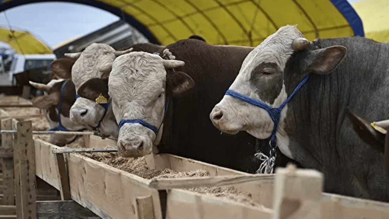 Foto - Çadırlar kuruldu, pazarlıklar başladı: Kurbanlık fiyatları cep yakıyor! İşte 2026 kurban fiyat listesi