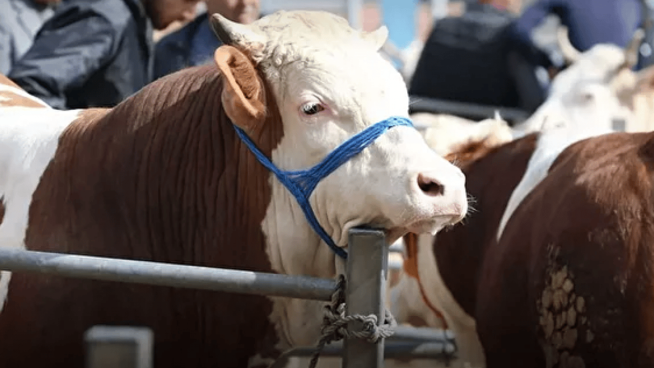 Foto - Çadırlar kuruldu, pazarlıklar başladı: Kurbanlık fiyatları cep yakıyor! İşte 2026 kurban fiyat listesi