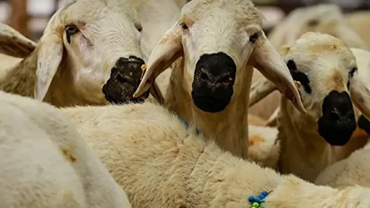 Foto - Çadırlar kuruldu, pazarlıklar başladı: Kurbanlık fiyatları cep yakıyor! İşte 2026 kurban fiyat listesi