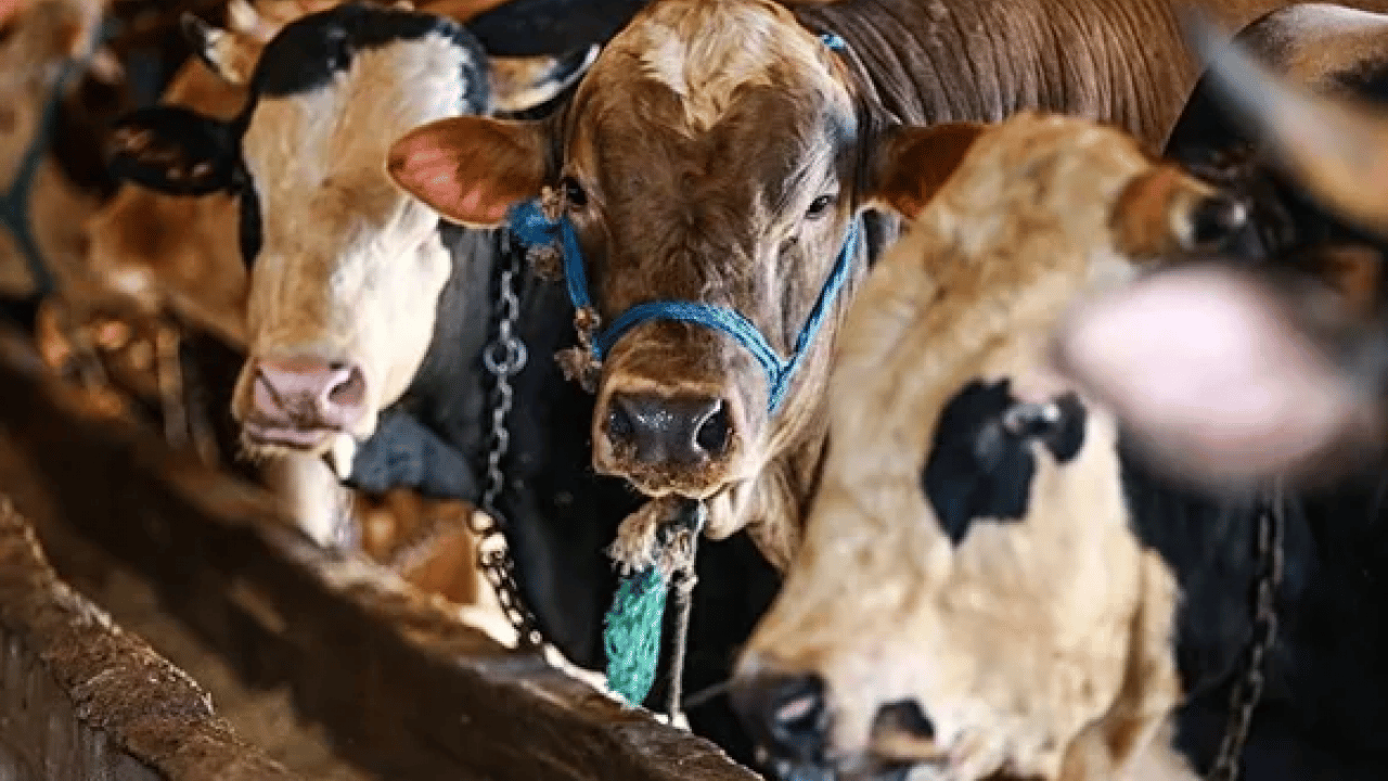 Foto - Çadırlar kuruldu, pazarlıklar başladı: Kurbanlık fiyatları cep yakıyor! İşte 2026 kurban fiyat listesi