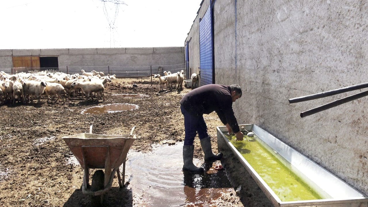 Foto - Çalıştıracak kimseyi bulamıyor! Bu işi yapana 80 bin lira maaş verilecek