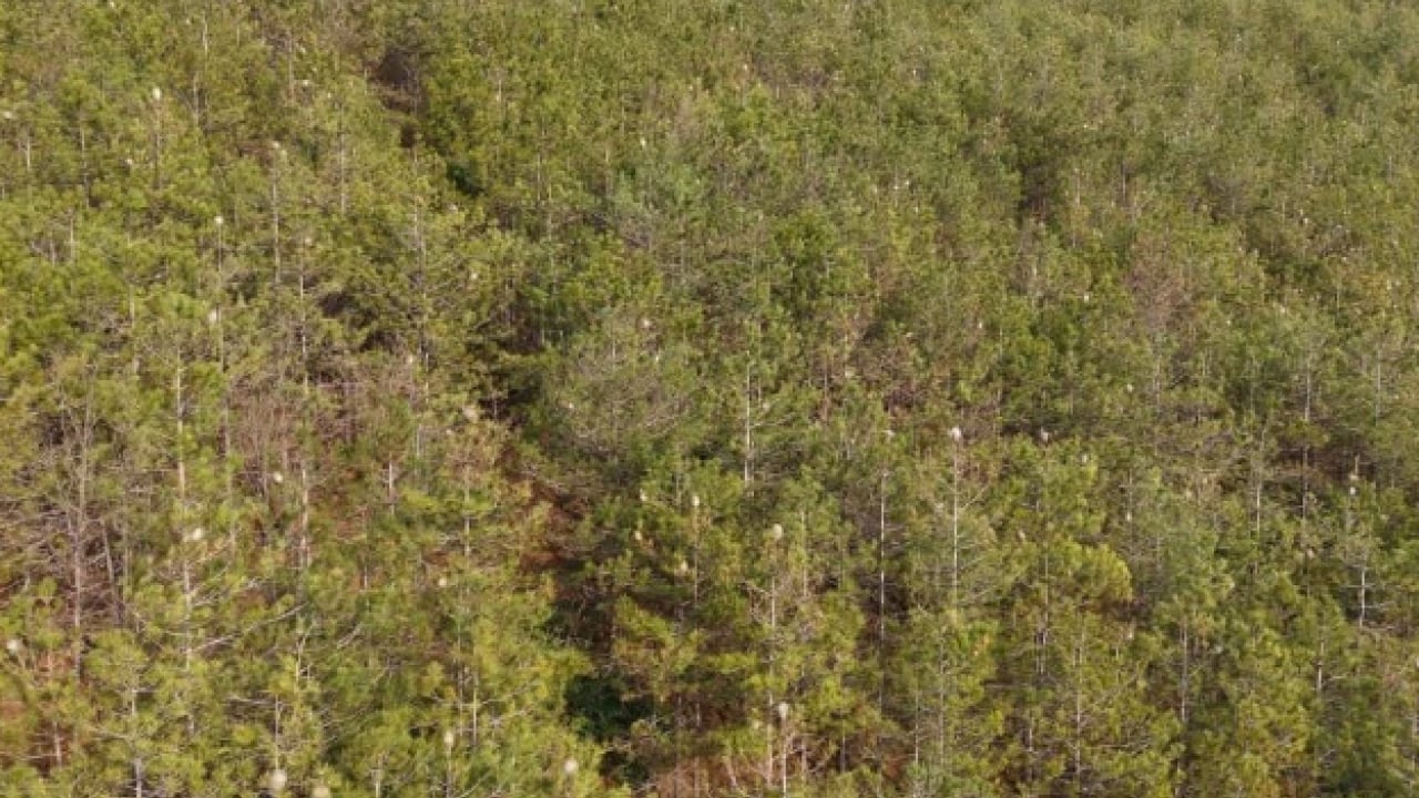 Foto - Çam ormanlarını istila ettiler! Hem insanlara hem de ağaçlara zarar veriyorlar