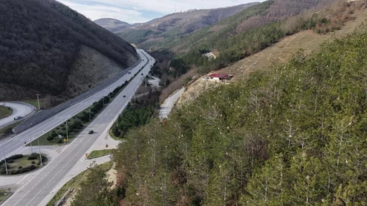 Foto - Çam ormanlarını istila ettiler! Hem insanlara hem de ağaçlara zarar veriyorlar