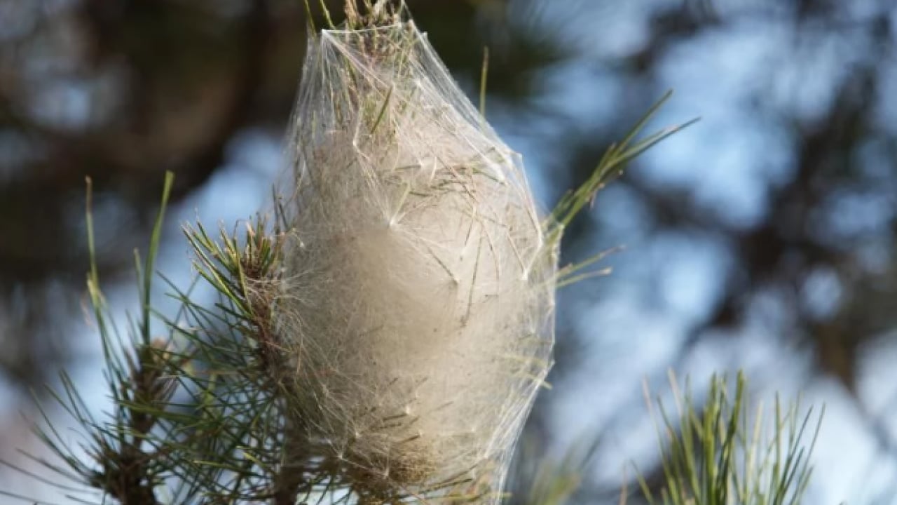 Çam ormanlarını istila ettiler! Hem insanlara hem de ağaçlara zarar veriyorlar