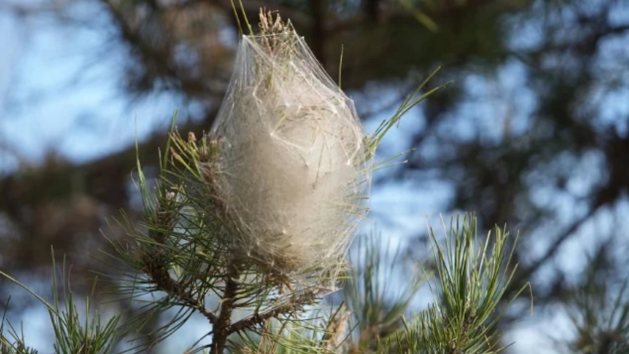 Foto - Çam ormanlarını istila ettiler! Hem insanlara hem de ağaçlara zarar veriyorlar