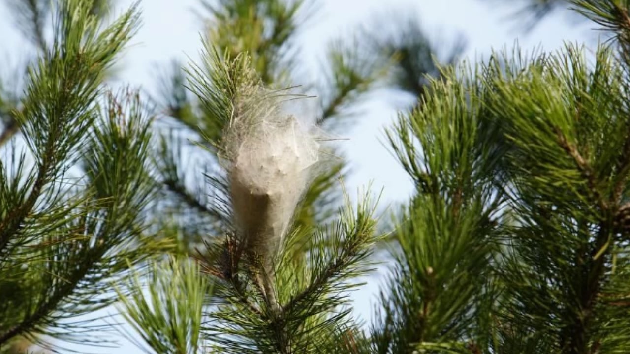 Foto - Çam ormanlarını istila ettiler! Hem insanlara hem de ağaçlara zarar veriyorlar