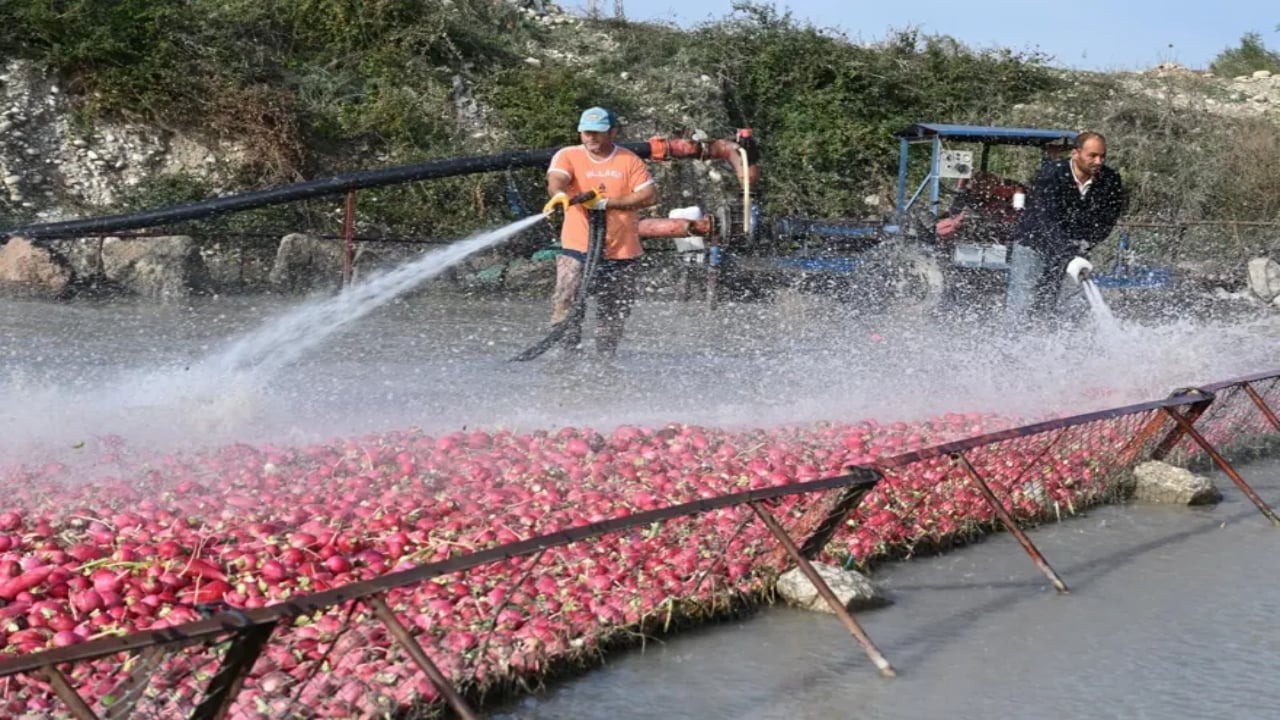 Foto - Çamurlarını temizlemek için soğuk suya girip saatlerce yıkıyorlar! Şifa deposu besinde zahmetli hasat