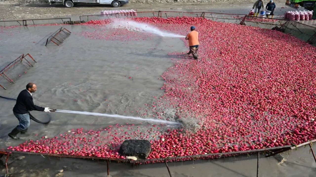 Foto - Çamurlarını temizlemek için soğuk suya girip saatlerce yıkıyorlar! Şifa deposu besinde zahmetli hasat