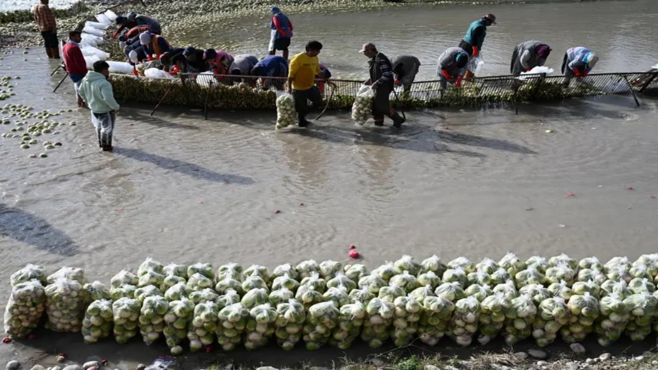 Çamurlarını temizlemek için soğuk suya girip saatlerce yıkıyorlar! Şifa deposu besinde zahmetli hasat