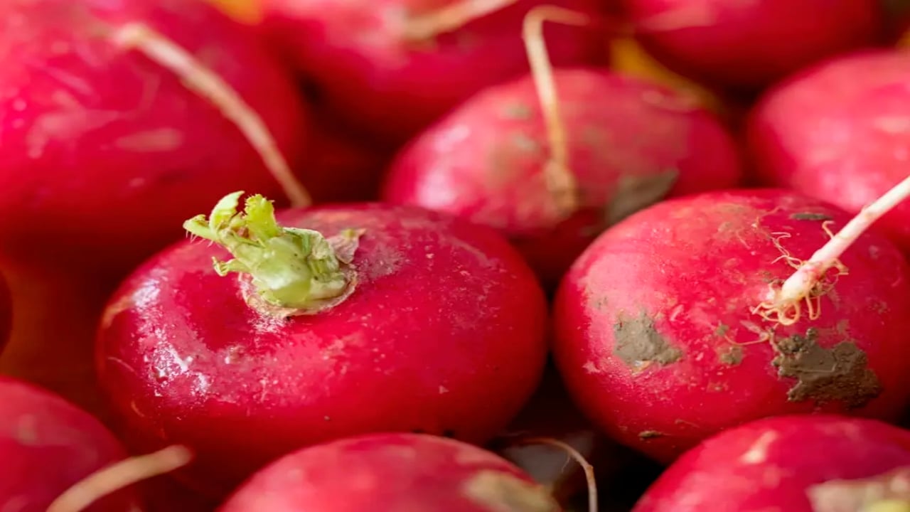 Foto - Çamurlarını temizlemek için soğuk suya girip saatlerce yıkıyorlar! Şifa deposu besinde zahmetli hasat