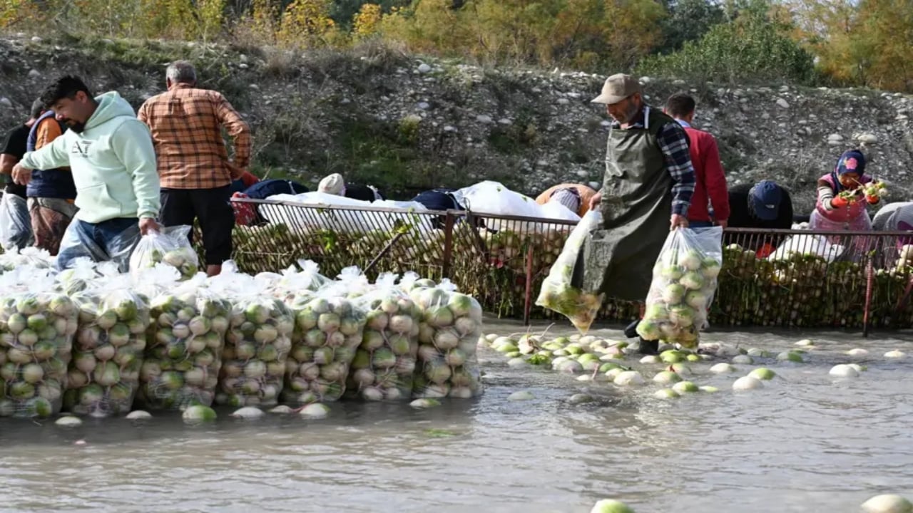 Foto - Çamurlarını temizlemek için soğuk suya girip saatlerce yıkıyorlar! Şifa deposu besinde zahmetli hasat