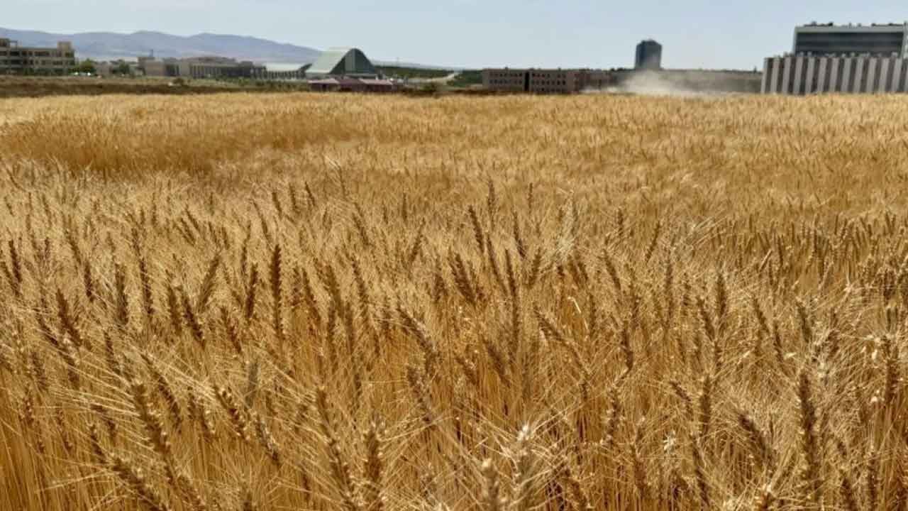 Foto - Can sıkıcı gelişme: Türkiye milyonlarca tonu Rusya'dan almaya başladı