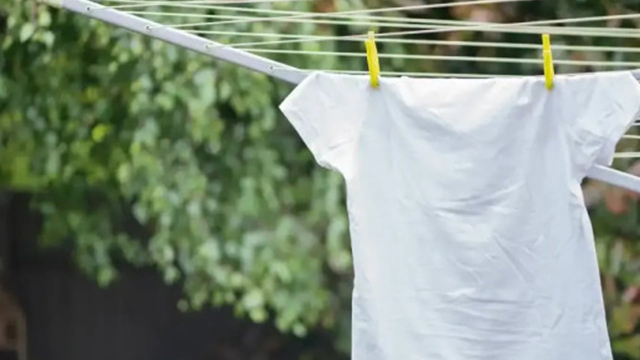 Foto - İbn-i Sina tavsiye etmişti: Çamaşırları beyazlatıyor hem yaraları iyileştiriyor