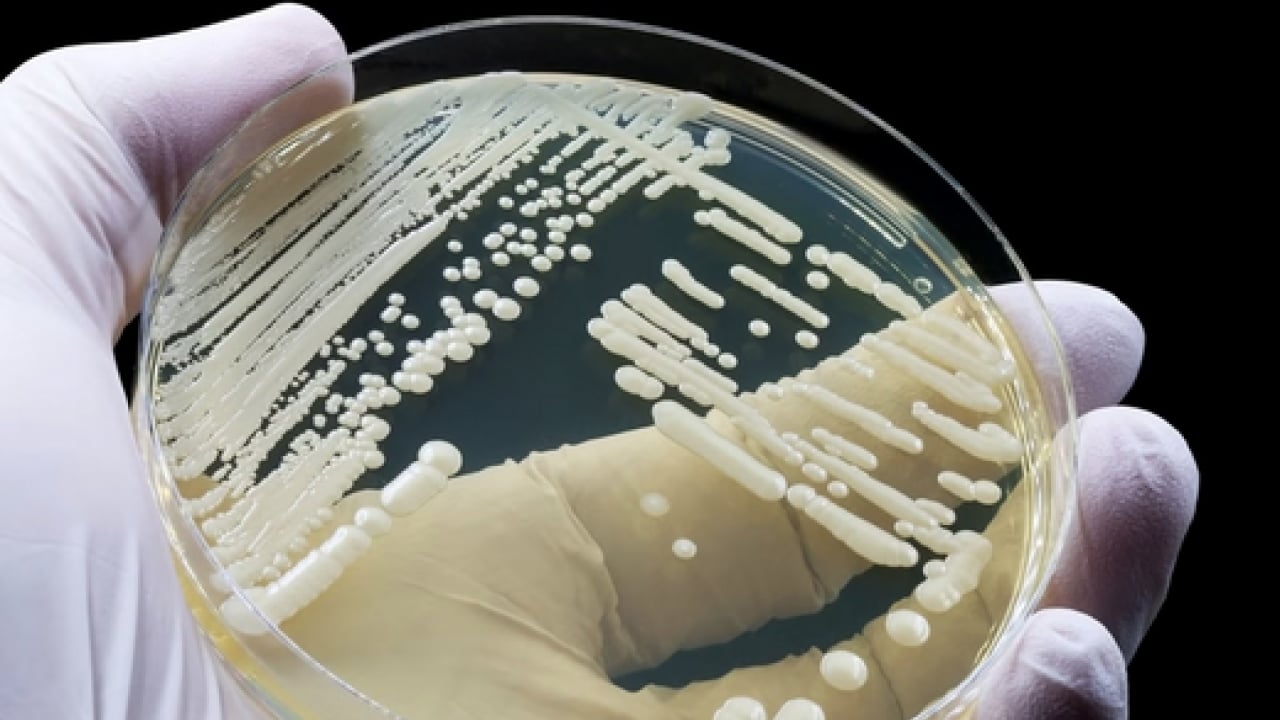 Foto - Candidozyma auris adlı mantara karşı ciddi çalışma! Mantarların çoğalma ve iletişim mekanizmaları... 