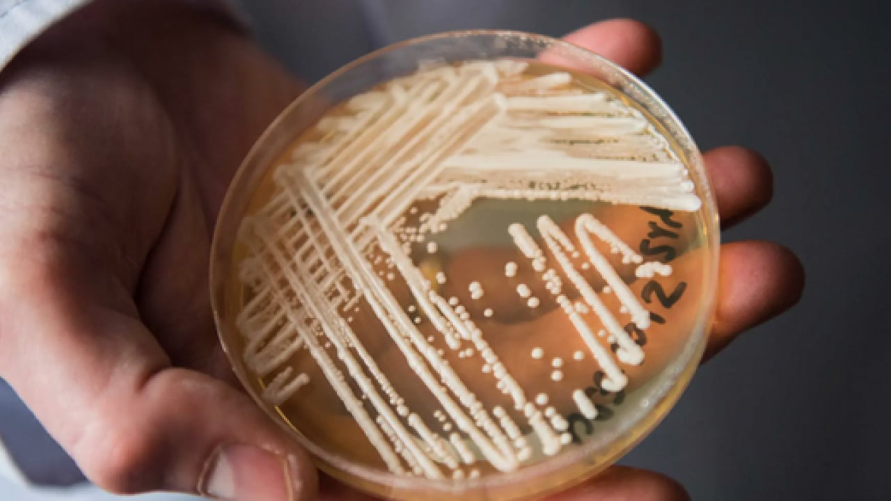 Candidozyma auris adlı mantara karşı ciddi çalışma! Mantarların çoğalma ve iletişim mekanizmaları... 