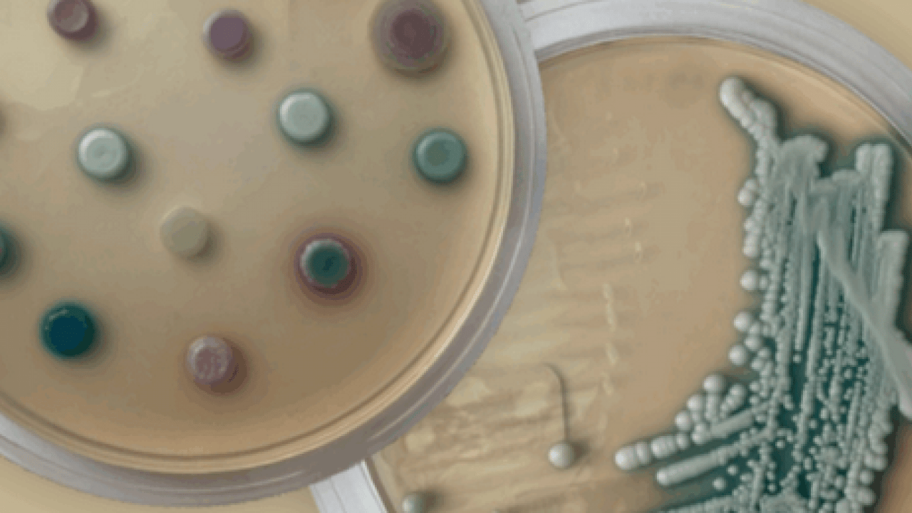 Foto - Candidozyma auris adlı mantara karşı ciddi çalışma! Mantarların çoğalma ve iletişim mekanizmaları... 