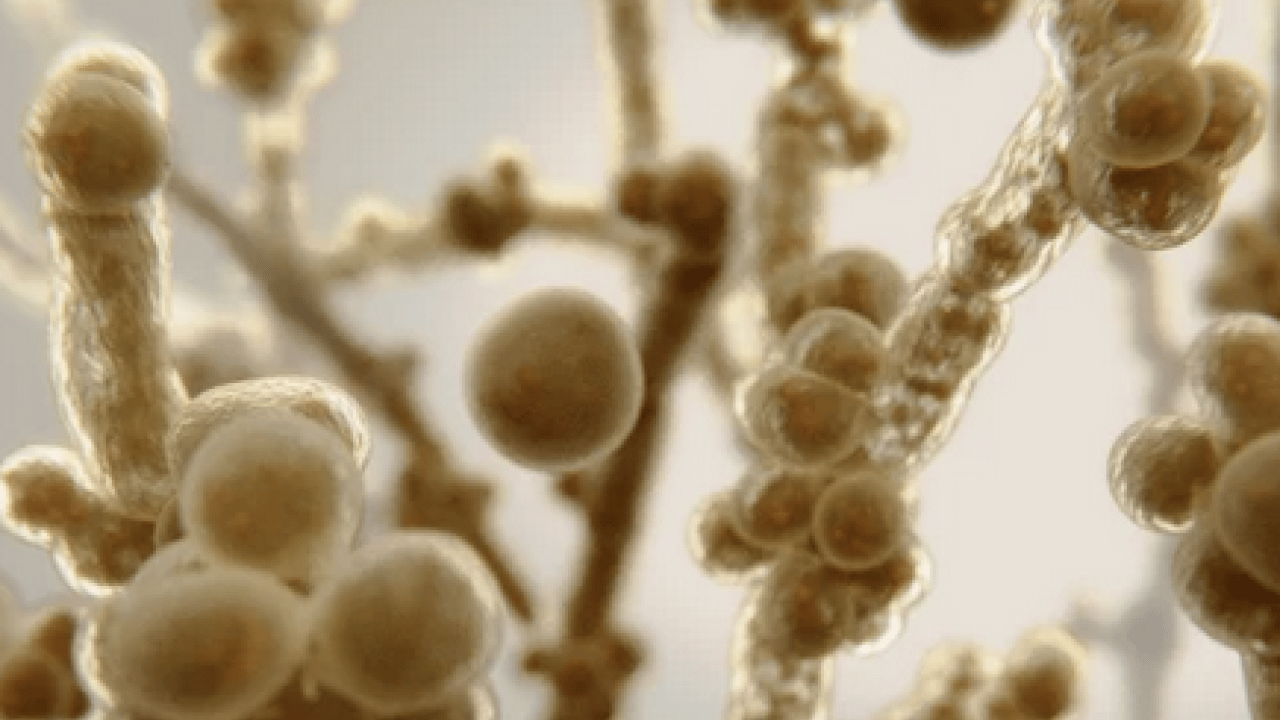 Foto - Candidozyma auris adlı mantara karşı ciddi çalışma! Mantarların çoğalma ve iletişim mekanizmaları... 