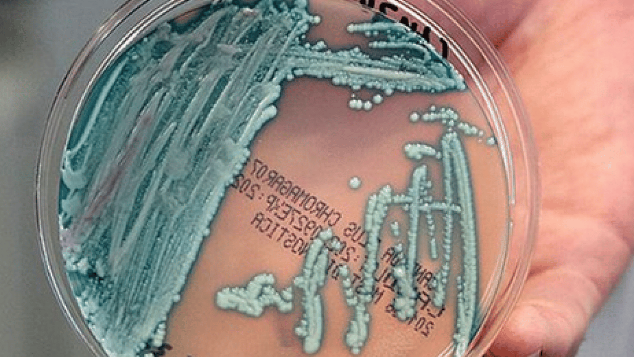 Foto - Candidozyma auris adlı mantara karşı ciddi çalışma! Mantarların çoğalma ve iletişim mekanizmaları... 