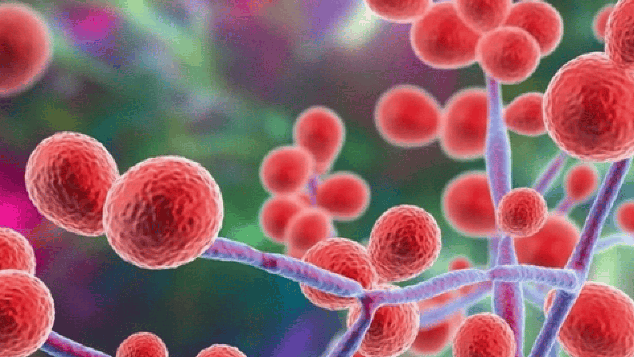 Foto - Candidozyma auris adlı mantara karşı ciddi çalışma! Mantarların çoğalma ve iletişim mekanizmaları... 