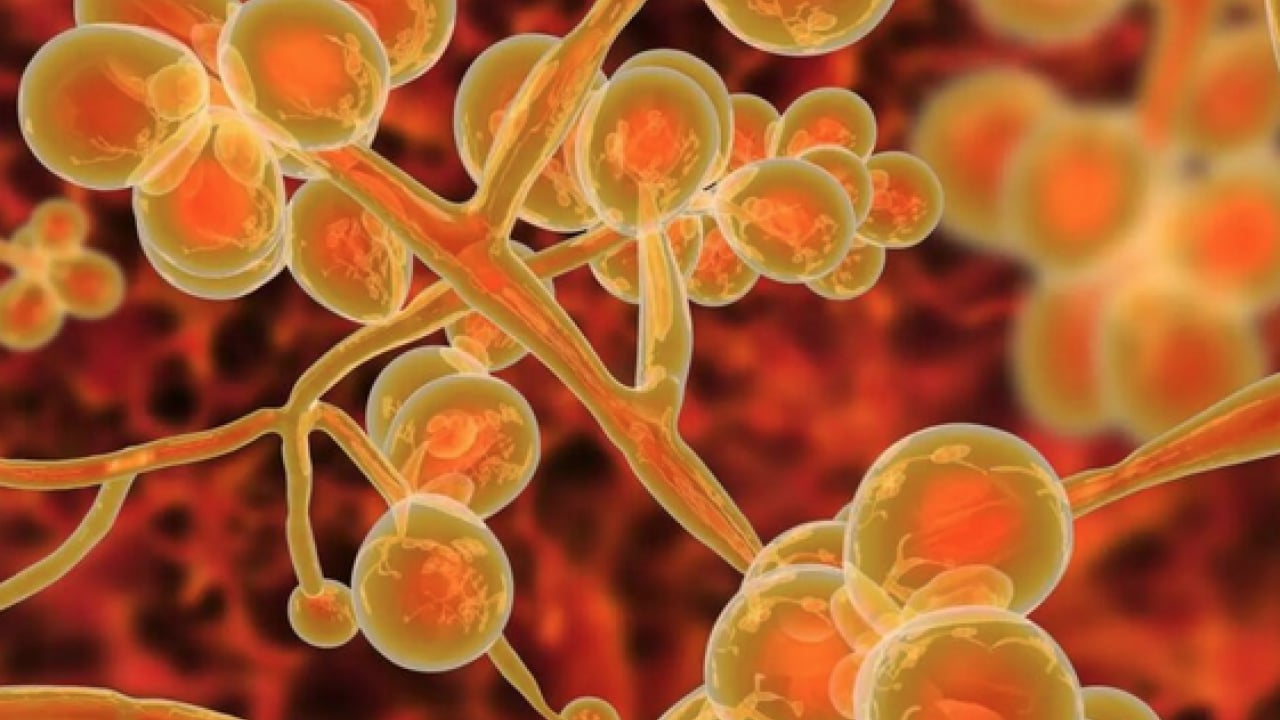 Foto - Candidozyma auris adlı mantara karşı ciddi çalışma! Mantarların çoğalma ve iletişim mekanizmaları... 