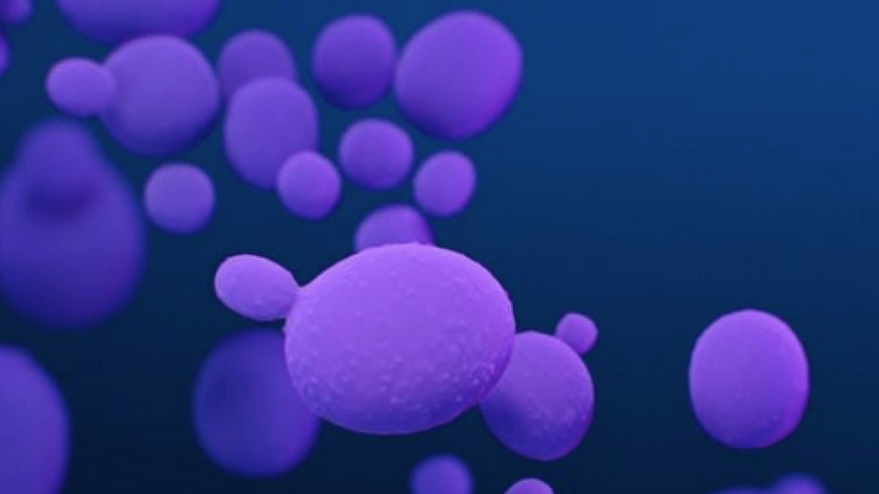 Foto - Candidozyma auris adlı mantara karşı ciddi çalışma! Mantarların çoğalma ve iletişim mekanizmaları... 