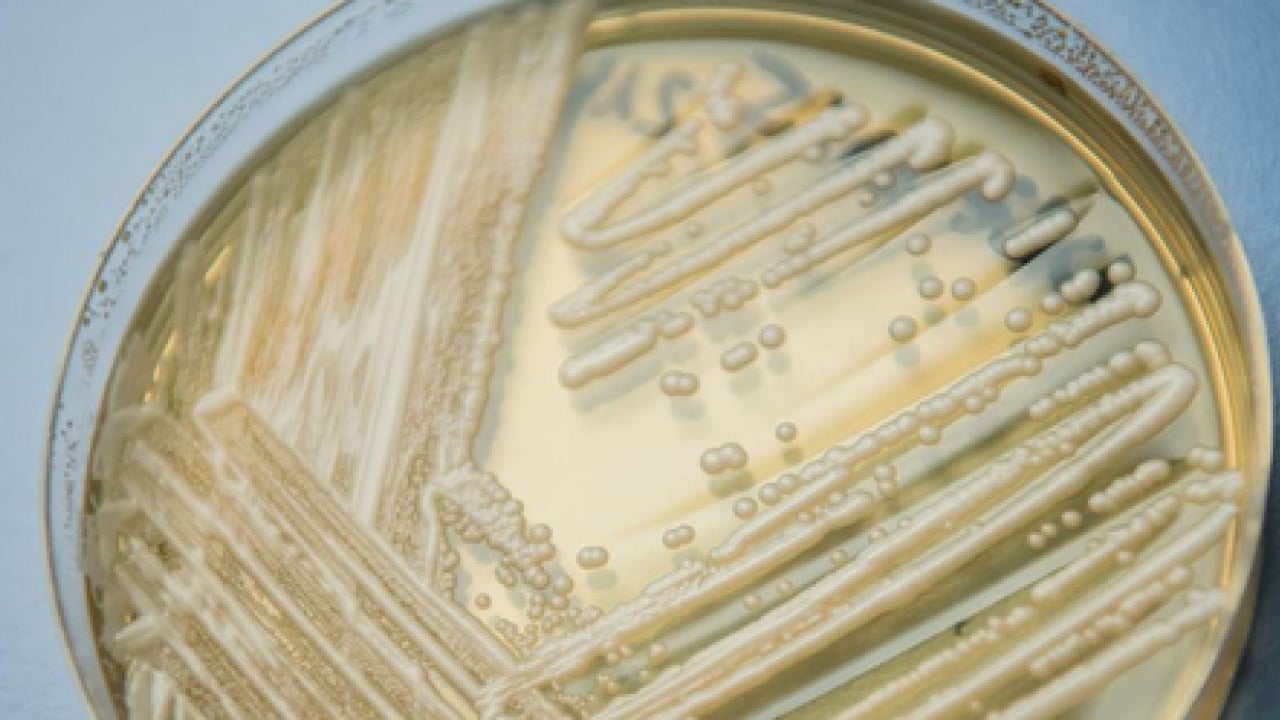 Foto - Candidozyma auris adlı mantara karşı ciddi çalışma! Mantarların çoğalma ve iletişim mekanizmaları... 