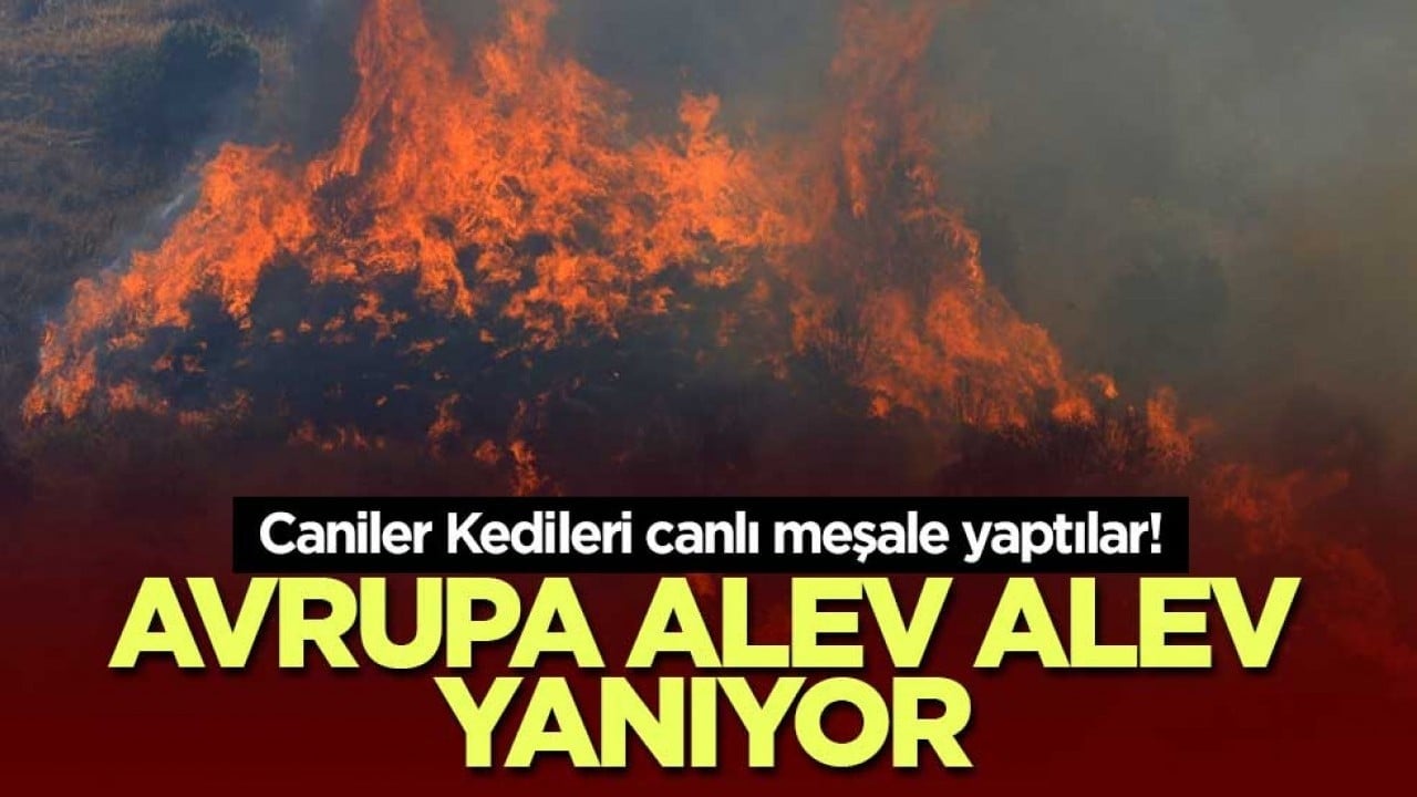 Caniler Kedileri canlı meşale yaptılar! Avrupa alev alev yanıyor