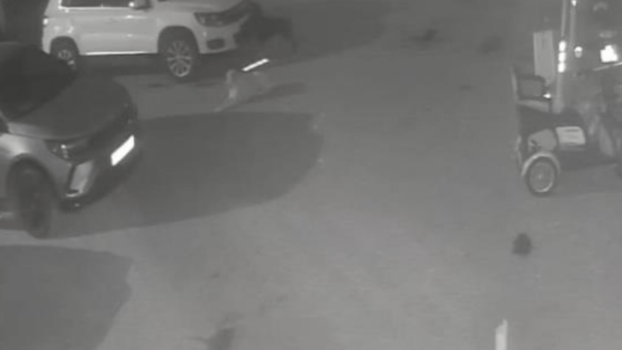 Foto - Canımızın tehlikesi bitmeden malımız da tehlikeye girdi! Sokak köpekleri park halindeki araçlara zarar verdi