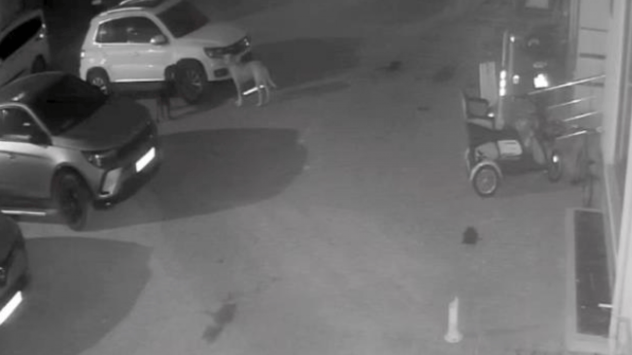 Canımızın tehlikesi bitmeden malımız da tehlikeye girdi! Sokak köpekleri park halindeki araçlara zarar verdi