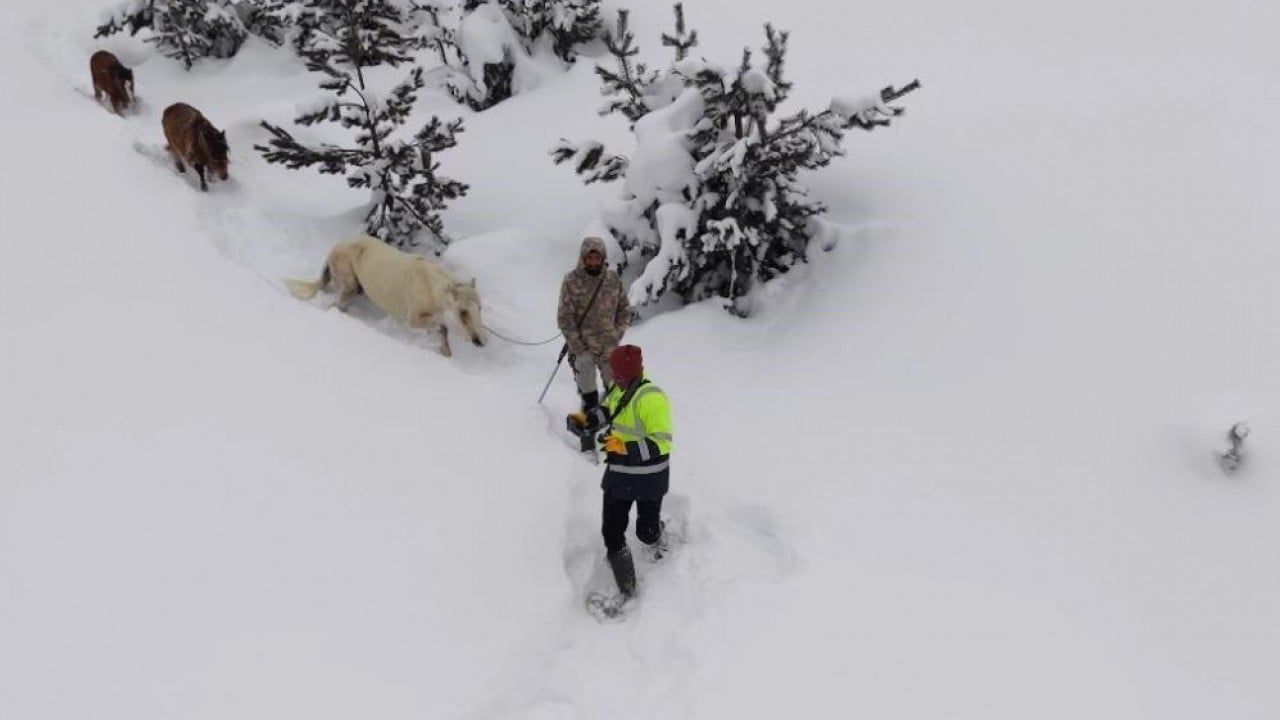 Foto - Canlarını tehlikeye attılar Dağda kar altında kalan atları gençler kurtardı