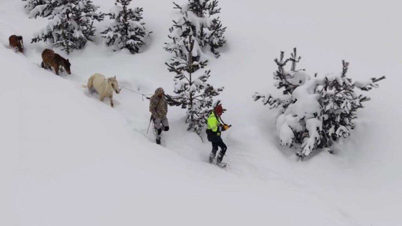 Foto - Canlarını tehlikeye attılar Dağda kar altında kalan atları gençler kurtardı