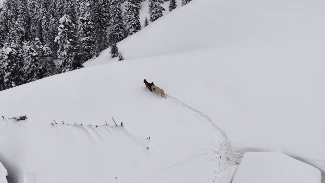 Foto - Canlarını tehlikeye attılar Dağda kar altında kalan atları gençler kurtardı