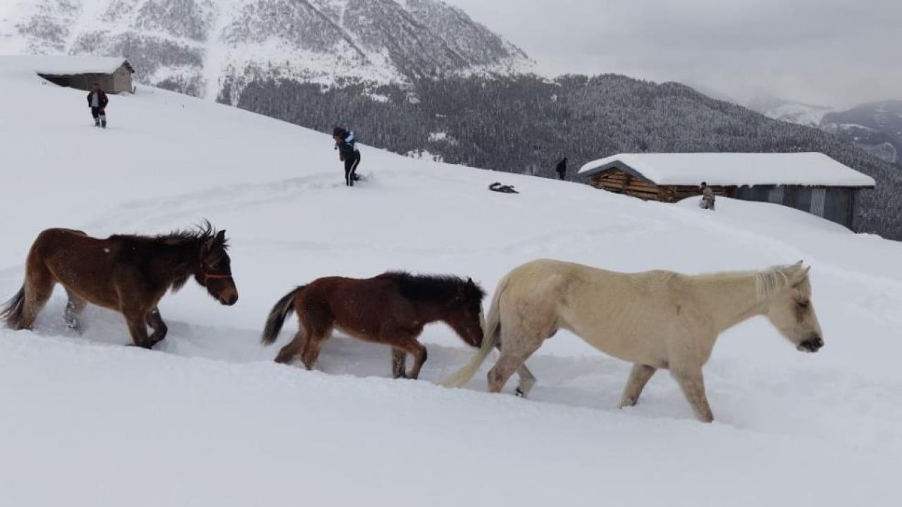 Foto - Canlarını tehlikeye attılar Dağda kar altında kalan atları gençler kurtardı