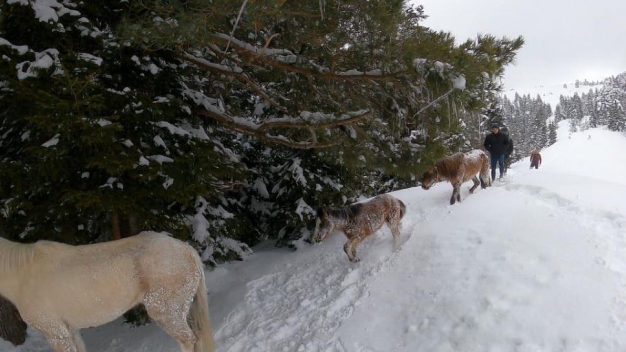 Foto - Canlarını tehlikeye attılar Dağda kar altında kalan atları gençler kurtardı