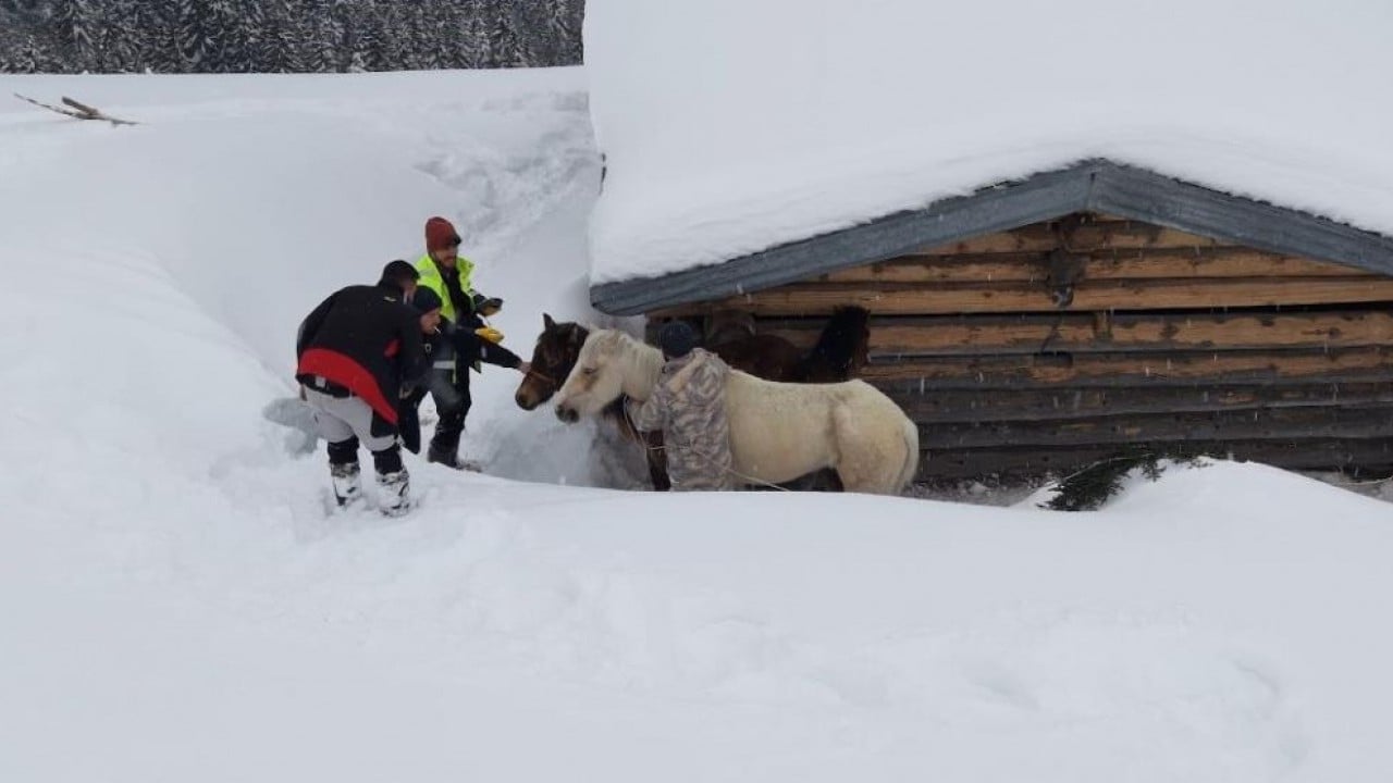 Foto - Canlarını tehlikeye attılar Dağda kar altında kalan atları gençler kurtardı