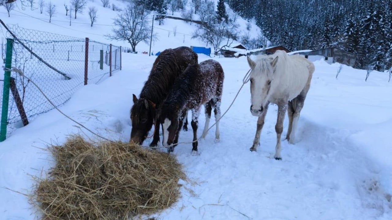 Foto - Canlarını tehlikeye attılar Dağda kar altında kalan atları gençler kurtardı
