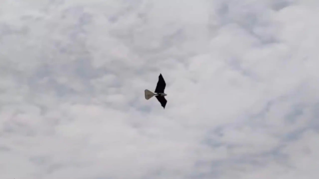 Foto - Casus gibi keşif yapıyor, en gizli istihbaratları topluyor! Bu "kuş", ABD’nin resmen kâbusu olacak