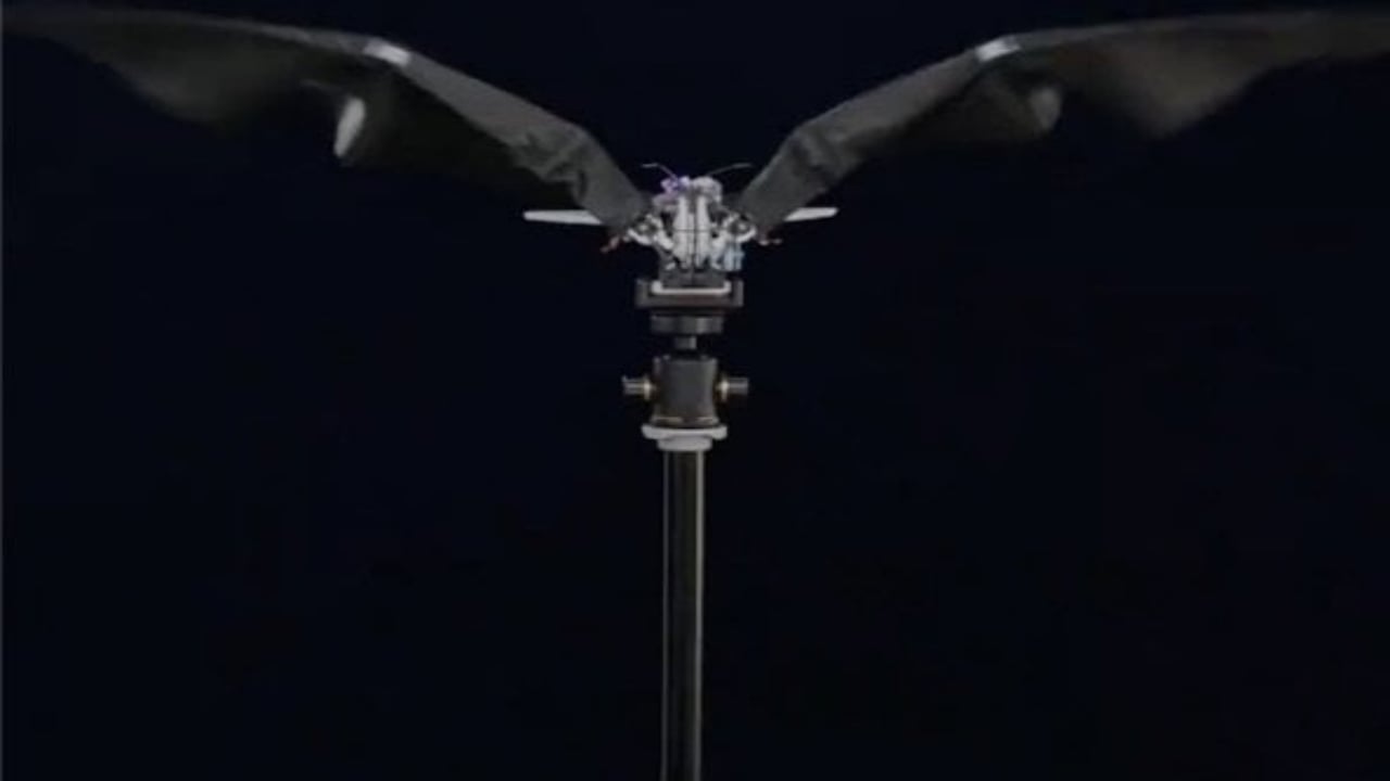 Foto - Casus gibi keşif yapıyor, en gizli istihbaratları topluyor! Bu "kuş", ABD’nin resmen kâbusu olacak