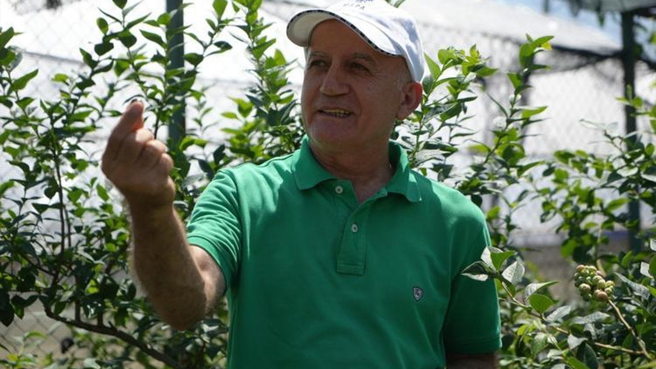 Foto - Çay ve fındığın tahtı sallanıyor: Kilogramı servet eden "mavi altın" Türkiye’yi sardı
