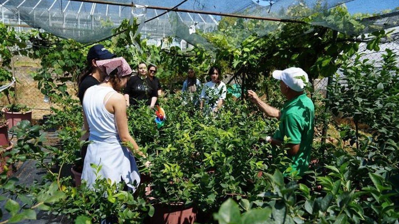 Çay ve fındığın tahtı sallanıyor: Kilogramı servet eden "mavi altın" Türkiye’yi sardı